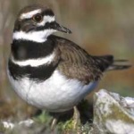 image of bird