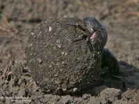 image of dung_beetle