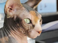 image of animal