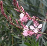 image of flower