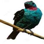 image of bird