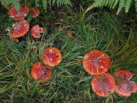 image of agaric