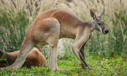 image of animal