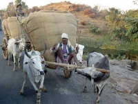 image of oxcart