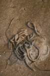 image of animal