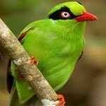 image of bird