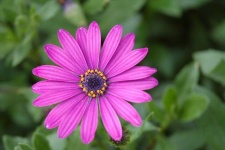 image of flower