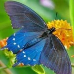 image of animal