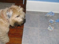 image of wheaten_terrier #33