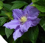 image of clematis #24