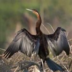 image of bird