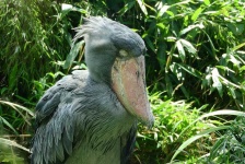 image of animal