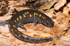 image of spotted_salamander