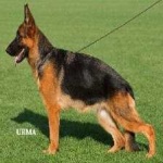 image of german_sheperd #0