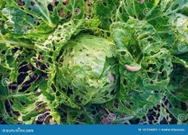 image of damage_to_cabbage_leaves