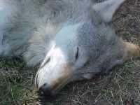 image of timber_wolf