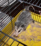 image of animal