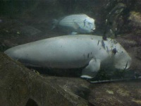 image of dugong