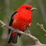 image of bird