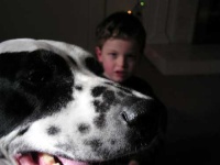 image of dalmatian