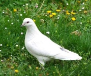 image of dove