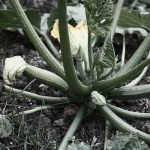 image of zucchini