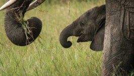 image of animal