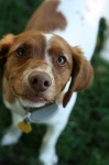 image of brittany_spaniel