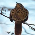 image of brown_thrasher #11