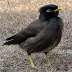 image of bird