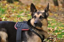image of german_shepherd