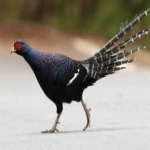 image of bird