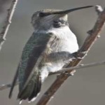 image of bird