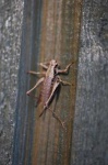 image of cricket