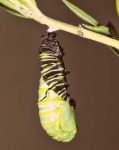 image of animal
