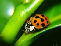 image of ladybug