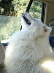 image of samoyed