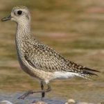 image of bird