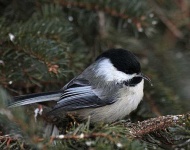image of chickadee