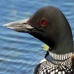 image of bird