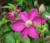 image of clematis #3