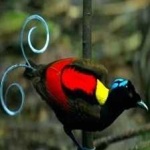 image of bird