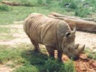image of rhino