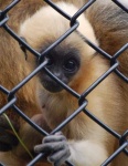 image of gibbon