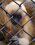 image of gibbon #17