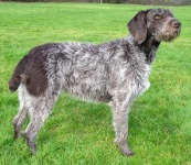 image of wire_haired_fox_terrier #14