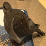 image of bird