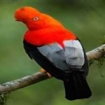 image of bird