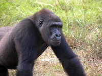 image of gorilla #28