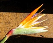 image of bird_of_paradise_flower #8